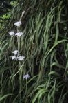 Wild Orchid Flower Plant In Nature Stock Photo