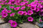 Flowerbed Of Petunias In East Grinstead Stock Photo