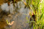 Rice Plant In Paddy With Morning Light Stock Photo