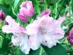 Rhododendron-flowers,in Park Stock Photo