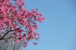 Lapacho En Flor Primavera Stock Photo