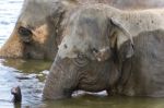 Image Of Two Elephants Swimming In A Lake Stock Photo