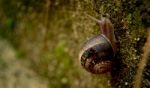 Small Snail Stock Photo