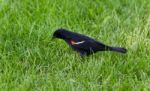 Beautiful Background With A Blackbird On A Grass Stock Photo