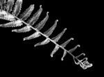 Silver Fern Leaf On Black Background Stock Photo