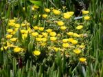 Gold Coin, Mediterranean Beach Daisy (asteriscus Maritimus, Bubo Stock Photo