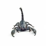 Scorpion Stock Photo