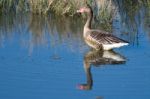 Greylag Goose Stock Photo