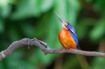 Blue-eared Kingfisher (male) Stock Photo