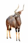 Nyala Isolated On White Background Stock Photo