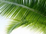 Coconut Leaf Background Stock Photo