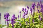 Blue Salvia Plant Stock Photo