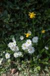 White And Yellow Flowers In Micheldever Stock Photo