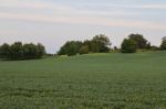 Isolated Photo Of A Beautiful Potatoes Field Stock Photo