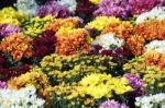 Colorful Chrysanthemum Flower Stock Photo