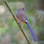 Female White-rumped Shama Stock Photo