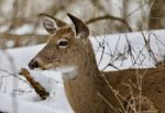 Beautiful Image Of A Wild Deer In The Snowy Forest Stock Photo