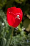 White Crab Spider (misumena Vatiaon) On Red Tulips In An English Stock Photo