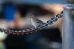 Female Sparrow Stock Photo