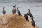 Spotted Shag (phalacrocorax Punctatus) Stock Photo