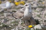 Young Seagulls Near The Cliffs Stock Photo