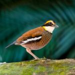 Female Malayan Banded Pitta Stock Photo