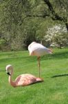 American, Caribbean And Greater Flamingo Stock Photo