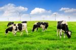 Cows On A Green Field And Blue Sky Stock Photo