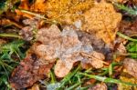 Yellow Leaf Covered With Ice Stock Photo