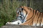 Siberian Tiger (panthera Tigris Altaica) Stock Photo