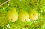 Close Up Of The Calabash Vegetable Stock Photo