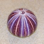 Shell Of Sea Urchin Or Urchin Stock Photo