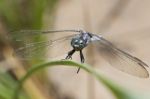 Keeled Skimmer Dragonfly Stock Photo