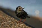 Starling Stock Photo