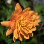 Orange Dahlia In Full Bloom Stock Photo