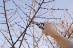 Pruning Fruit Tree - Cutting Branches At Spring Stock Photo