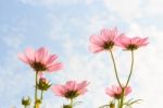 Pink Cosmos Stock Photo