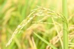 Ripe Rice Close Up Stock Photo