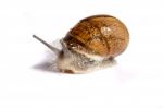 Snail On White Stock Photo