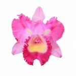 pink Orchid Flower Stock Photo