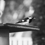 Small Magpie Lark Outside In The Afternoon Stock Photo