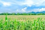 Landscape Of Corn Field And Local Road With The Sunset  Stock Photo