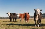 Cows Grazing In The Green Argentine Countryside Stock Photo