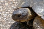 Sardinian Marginated Tortoise (testudo Marginata) Stock Photo