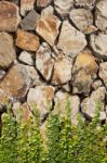 Climbing Ficus Pumila On Stone Stock Photo