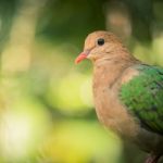 Single Colourful Dove Resting Stock Photo