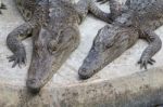 Two Crocodile Stock Photo