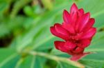 Alpinia, Red Ginger Flower Stock Photo