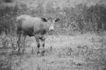 Country Cows Stock Photo