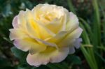 Yellow Rose (peace) Stock Photo